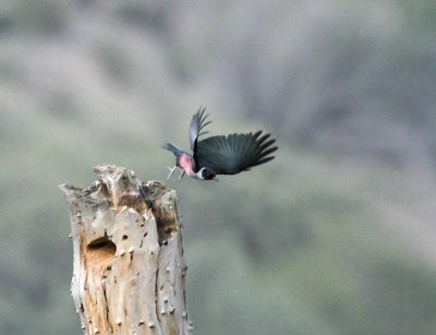 Lewis's Woodpecker