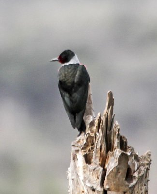 Lewis's Woodpecker