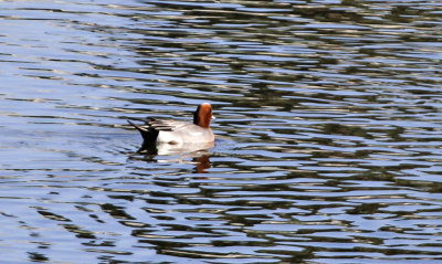 Eurasian Wigeon