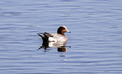Eurasian Wigeon
