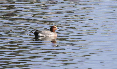 Eurasian Wigeon
