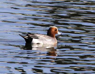 Eurasian Wigeon