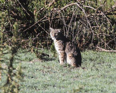 Bobcat