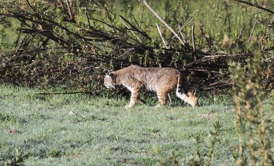 Bobcat