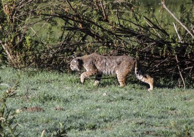 Bobcat