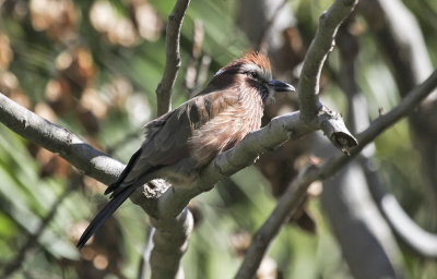 Safari Park Captive Bird