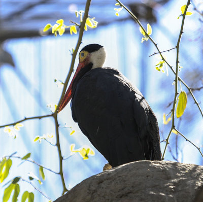Safari Park Captive Bird