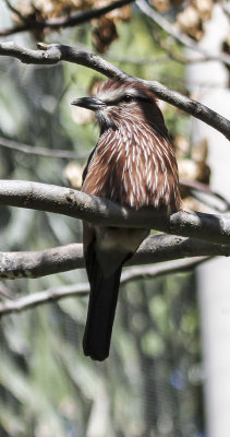 Safari Park Captive Bird