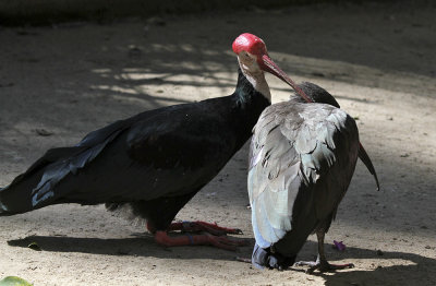 Southern Bald Ibis