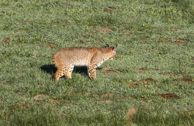 Bobcat