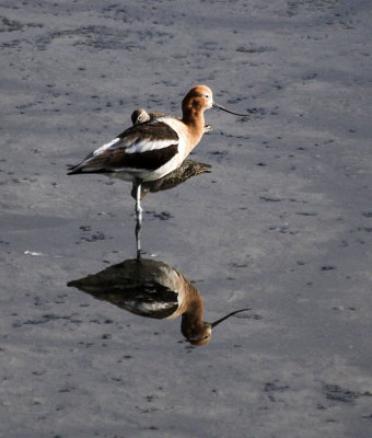 American Avocet
