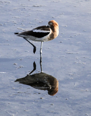 American Avocet
