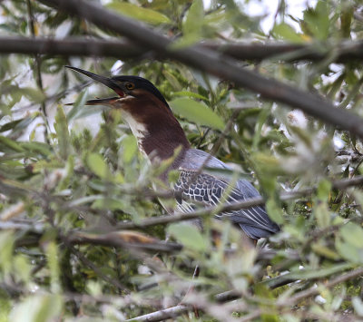 Green Heron