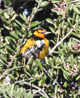 Bullock's Oriole