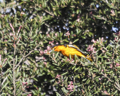 Bullock's Oriole
