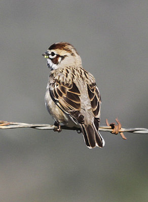 Lark Sparrow 