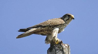 Prairie Falcon 