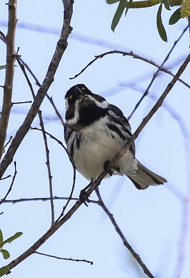 Black-throated Gray Warbler