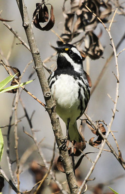 Black-throated Gray Warbler