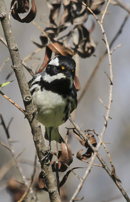 Black-throated Gray Warbler
