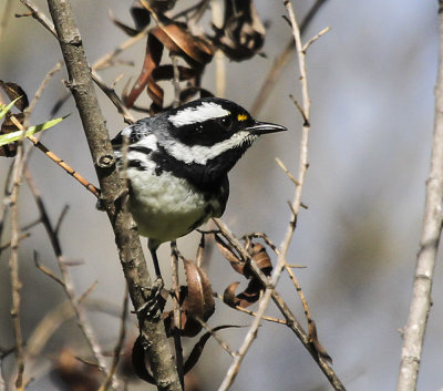 Black-throated Gray Warbler