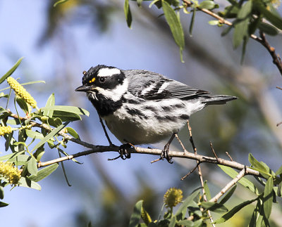 Black-throated Gray Warbler