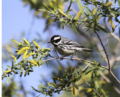 Black-throated Gray Warbler