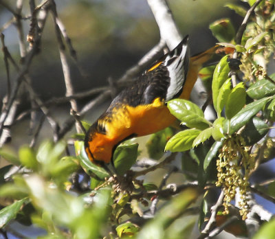 Bullock's Oriole