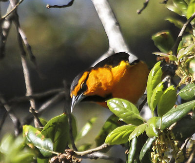 Bullock's Oriole