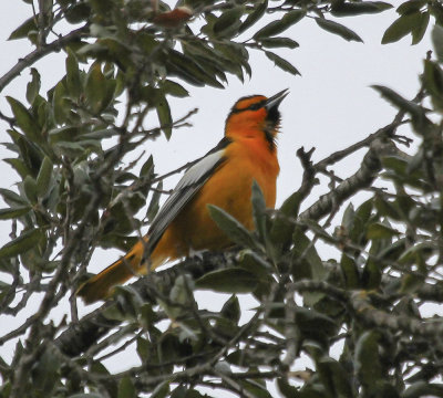 Bullock's Oriole