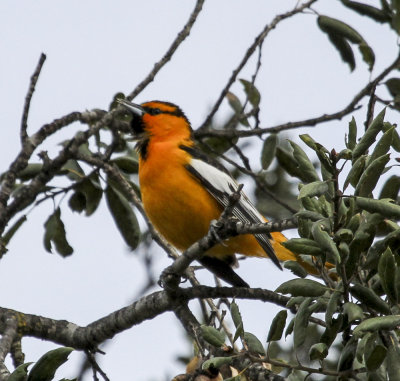 Bullock's Oriole