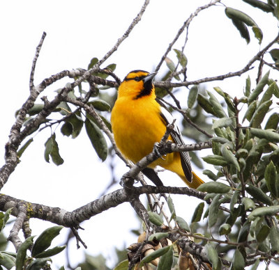 Bullock's Oriole