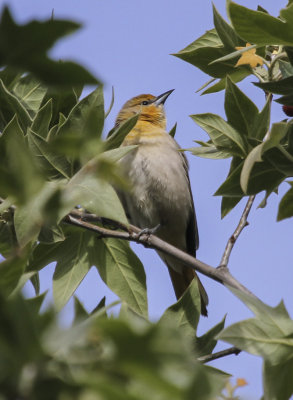 Bullock's Oriole