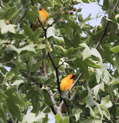 Bullock's Oriole