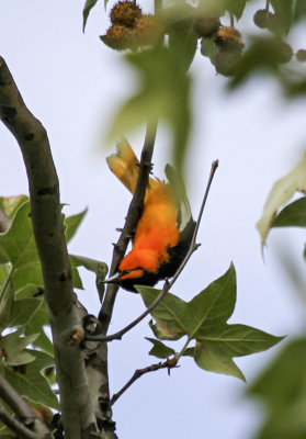 Bullock's Oriole