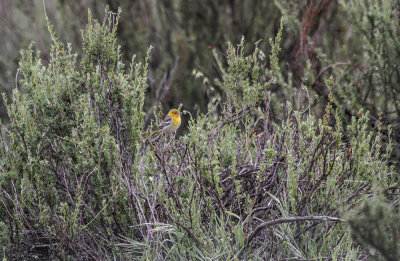 Bullock's Oriole