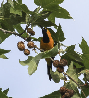 Hooded Oriole