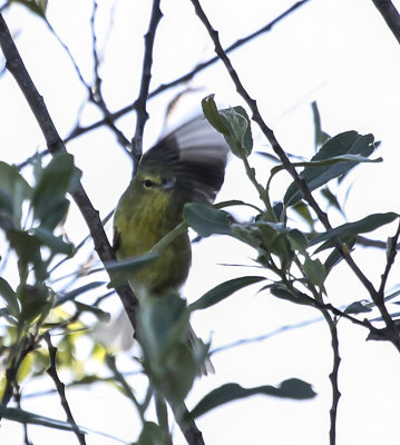 Orange-crowned Warbler