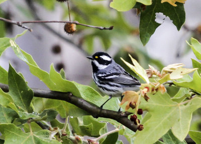 Black-throated Gray Warbler