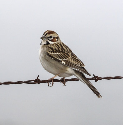 Lark Sparrow 