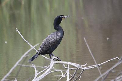 Double-crested Cormorant