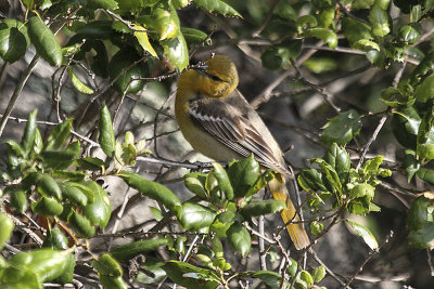Bullock's Oriole