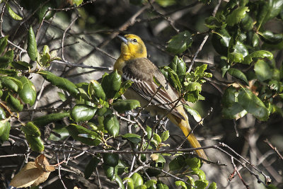 Bullock's Oriole