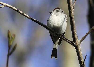 Chipping Sparrow