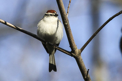 Chipping Sparrow