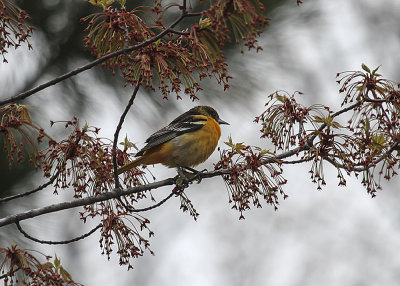 Baltimore Oriole