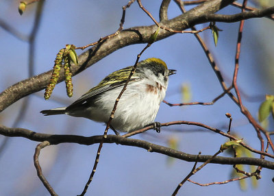 Chestnut-sided Warbler