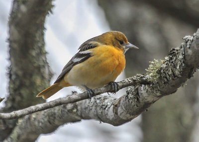 Baltimore Oriole