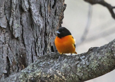 Baltimore Oriole