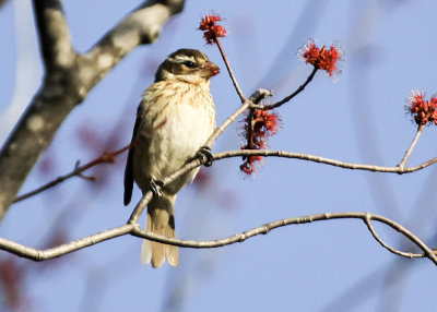 Baltimore Oriole